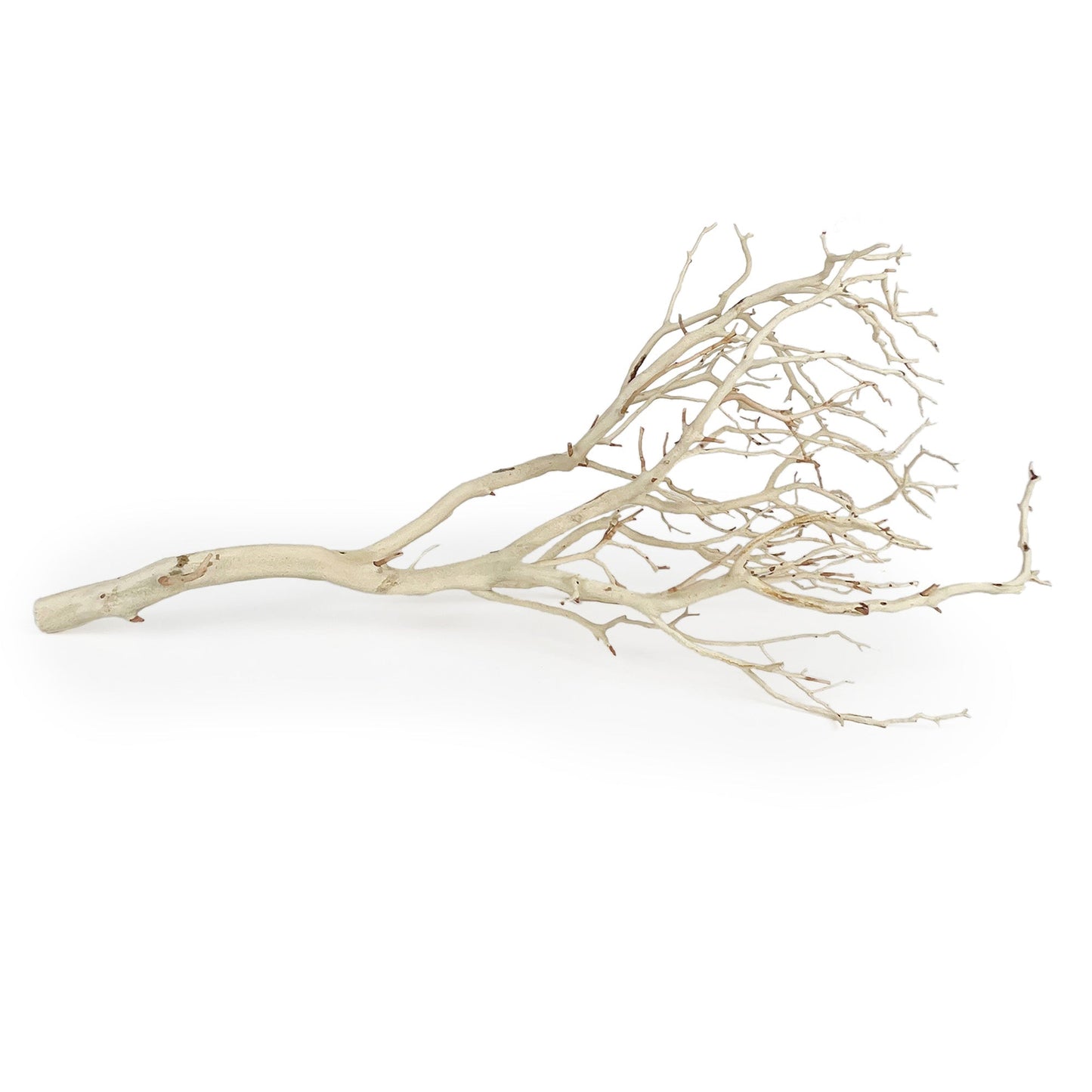 Manzanita Sandblasted Branches 18-22" by Andaluca Home