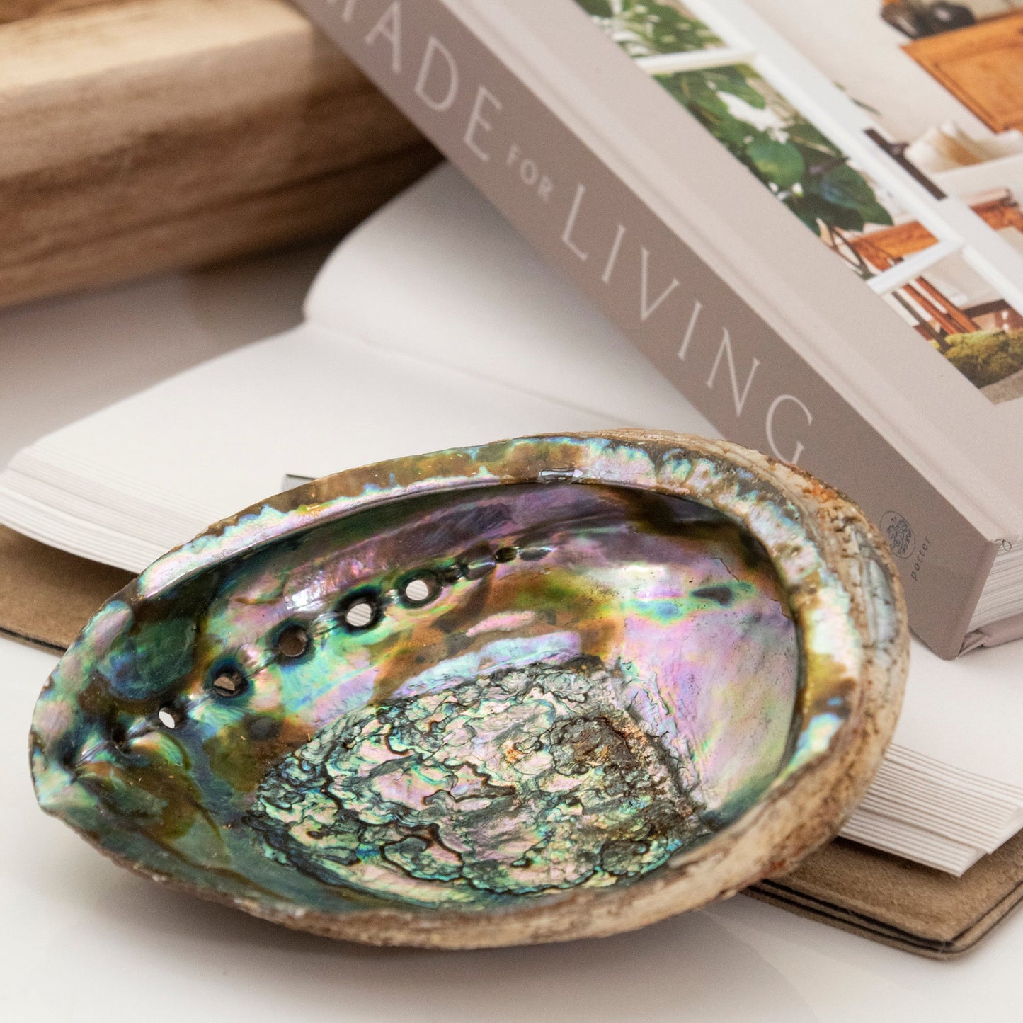 Abalone Shell by Andaluca Home