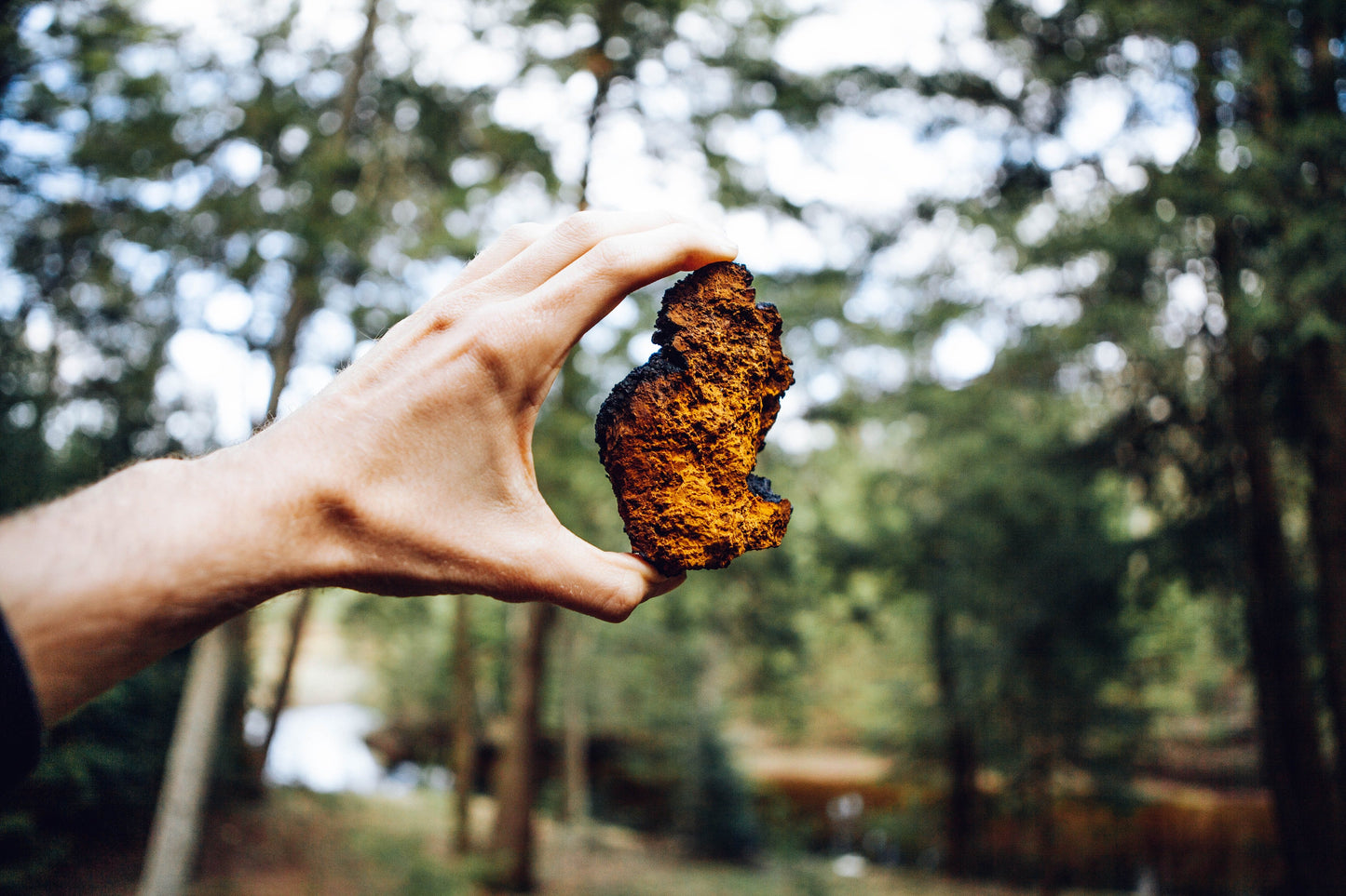 Wild Harvested Chaga Mushroom Rootbeer Elixir by Black Magic Alchemy