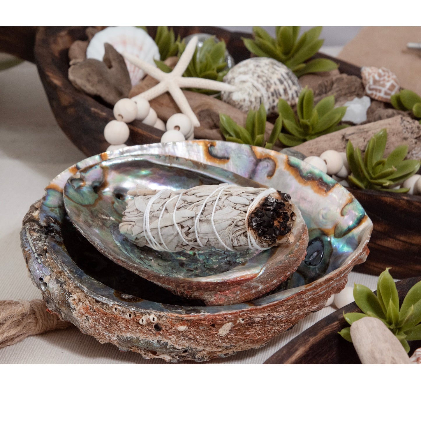 Abalone Shell by Andaluca Home