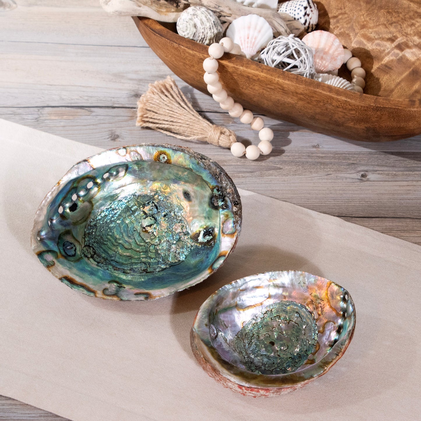 Abalone Shell by Andaluca Home