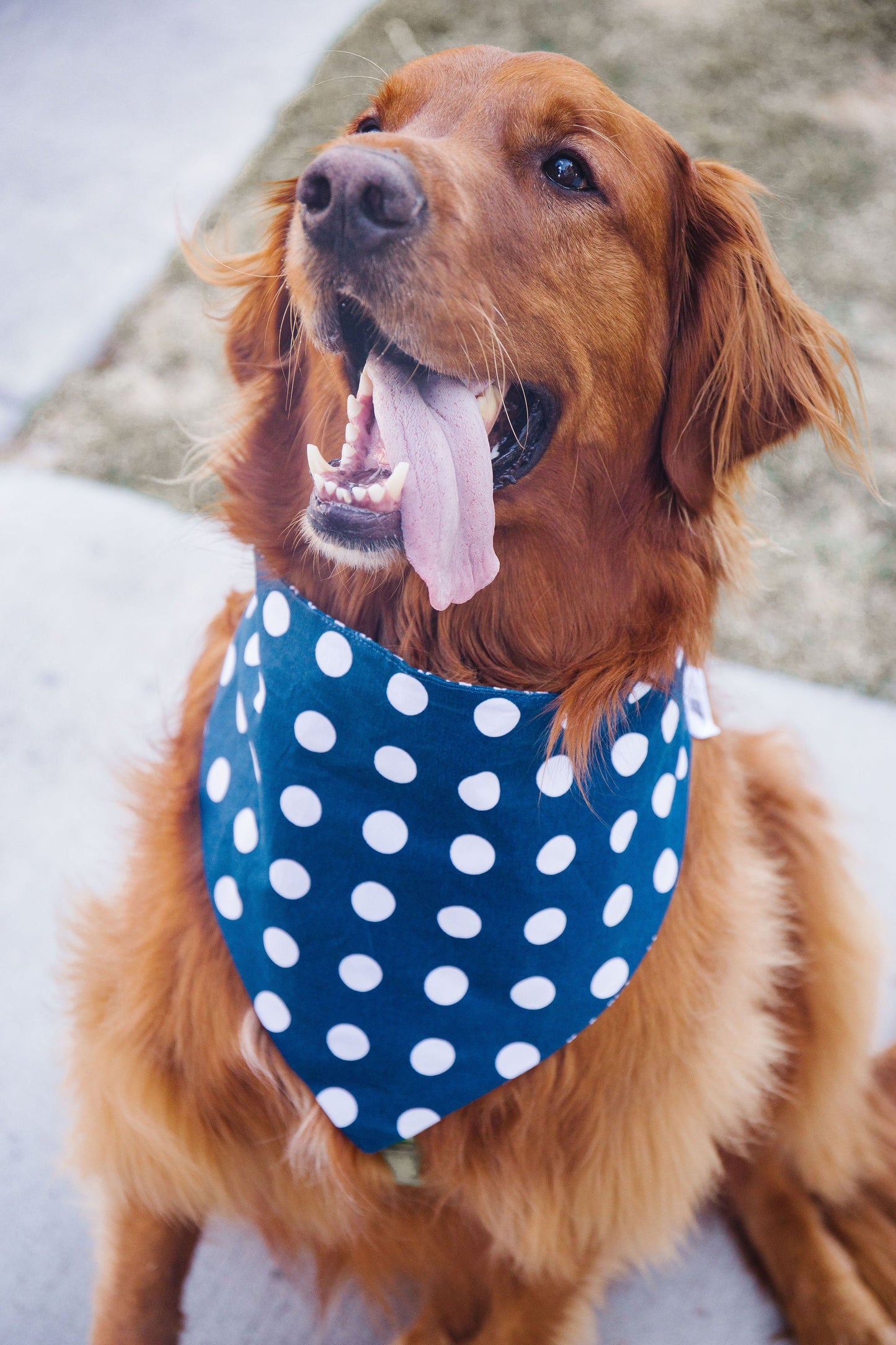 Navy Anchors Reversible Dog Bandana by Uptown Pups