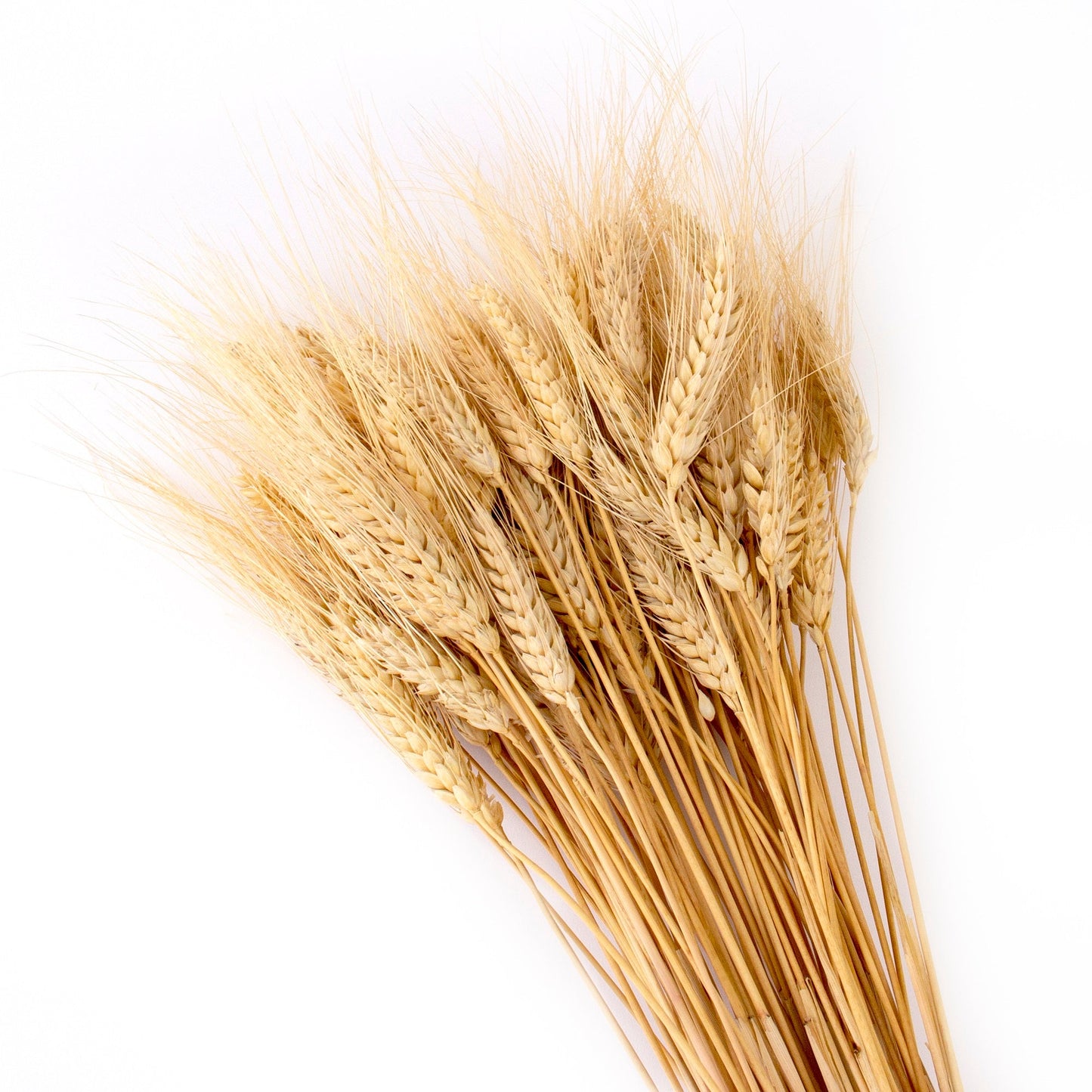 Dried Wheat Bundle by Andaluca Home