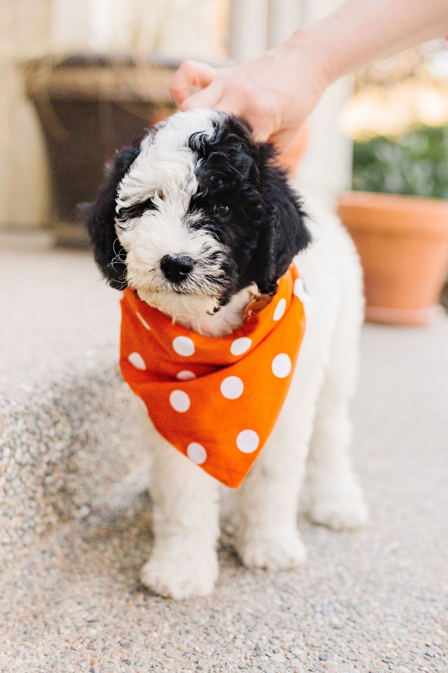 Orange Checkered Reversible Dog Bandana by Uptown Pups