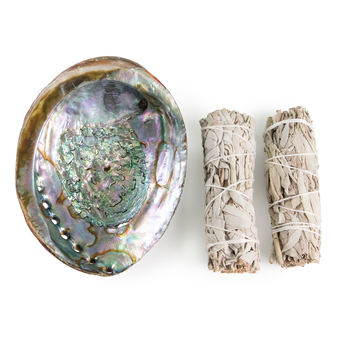 Abalone Shell by Andaluca Home