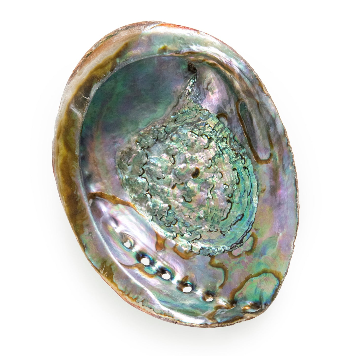 Abalone Shell by Andaluca Home