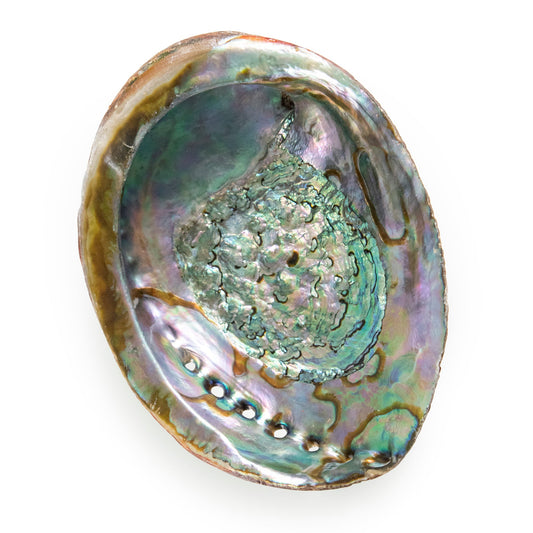 Abalone Shell by Andaluca Home