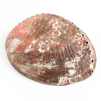 Abalone Shell by Andaluca Home