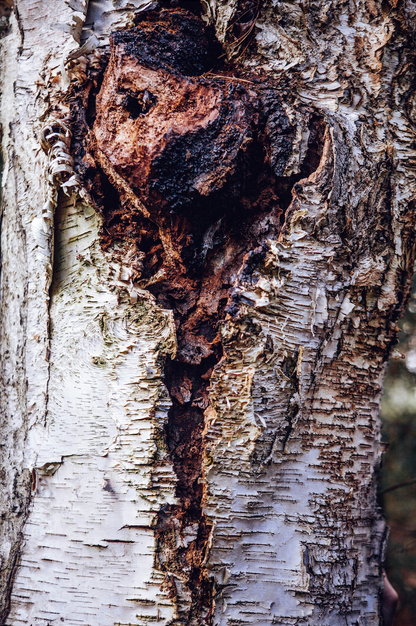 Sustainably Wild Harvested Chaga Mushroom Tea by Black Magic Alchemy