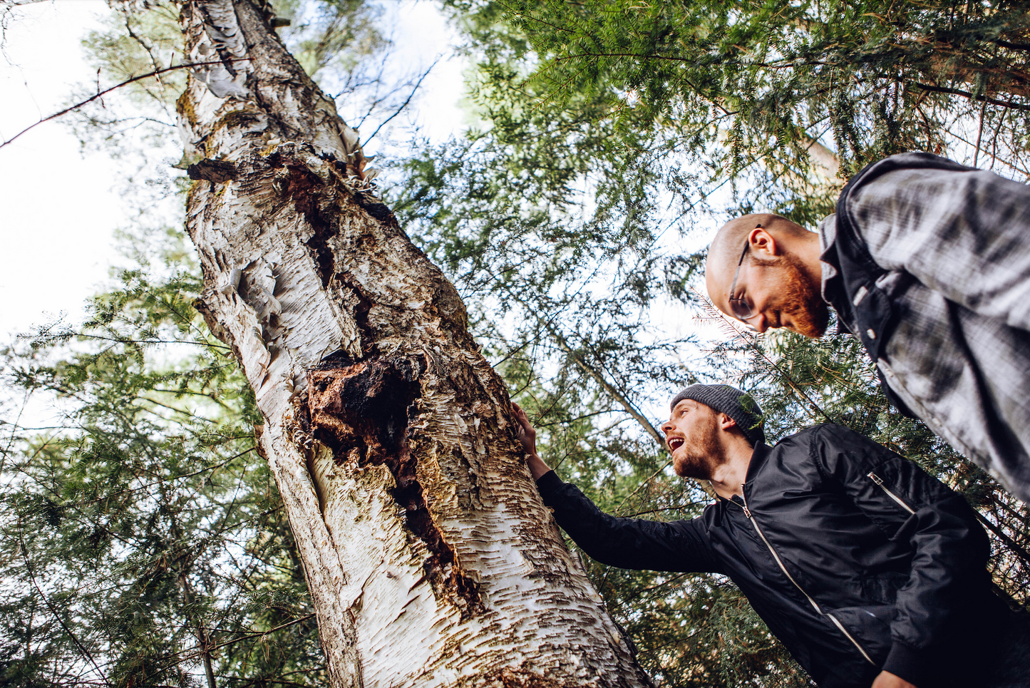 Sustainably Wild Harvested Chaga Mushroom Tea by Black Magic Alchemy