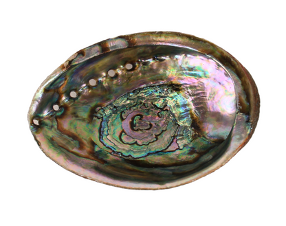 Abalone Shell by Andaluca Home