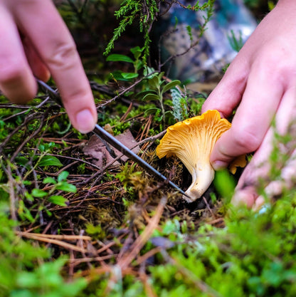 North Spore Dried Wild Chanterelle Mushrooms by Farm2Me