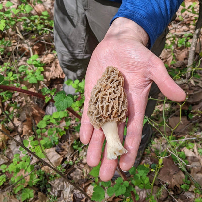 North Spore Dried Wild Morel Mushrooms by Farm2Me