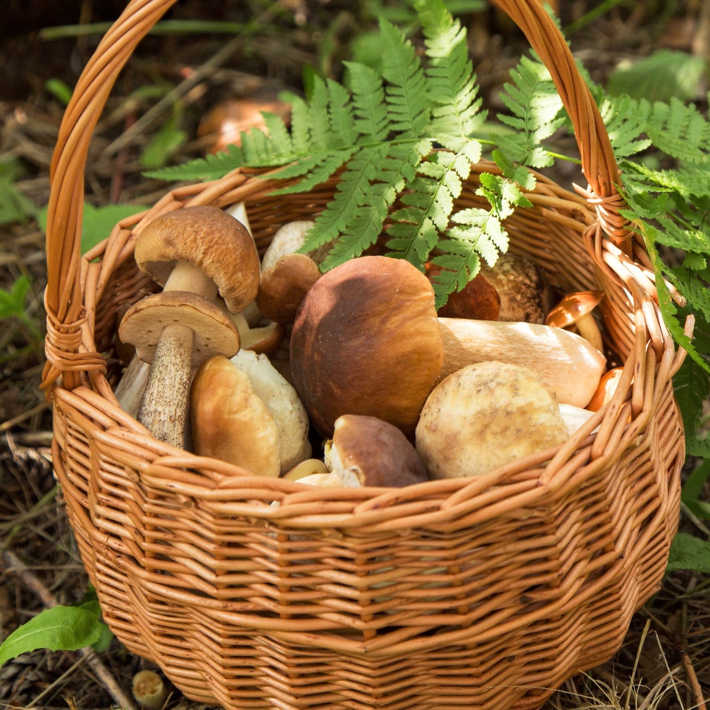 North Spore Dried Wild Porcini Mushrooms by Farm2Me