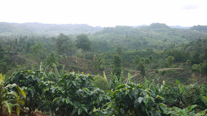 Nicaragua - Finca San Jose de las Nubes - Washed Process by Nossa Familia Coffee