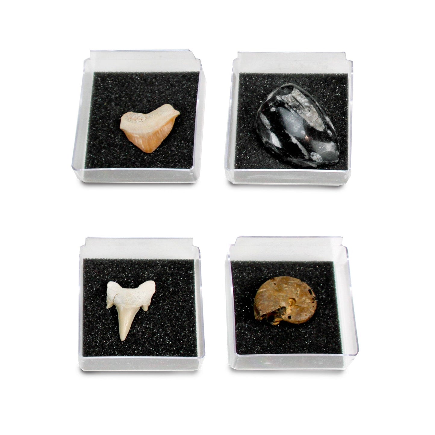 The Nature Collection - Fossils Set 1 by Safari Ltd®