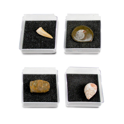 The Nature Collection - Fossils Set 1 by Safari Ltd®