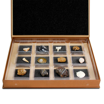 The Nature Collection - Fossils Set 1 by Safari Ltd®