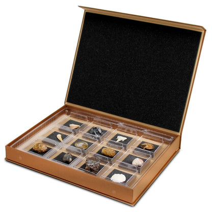 The Nature Collection - Fossils Set 1 by Safari Ltd®