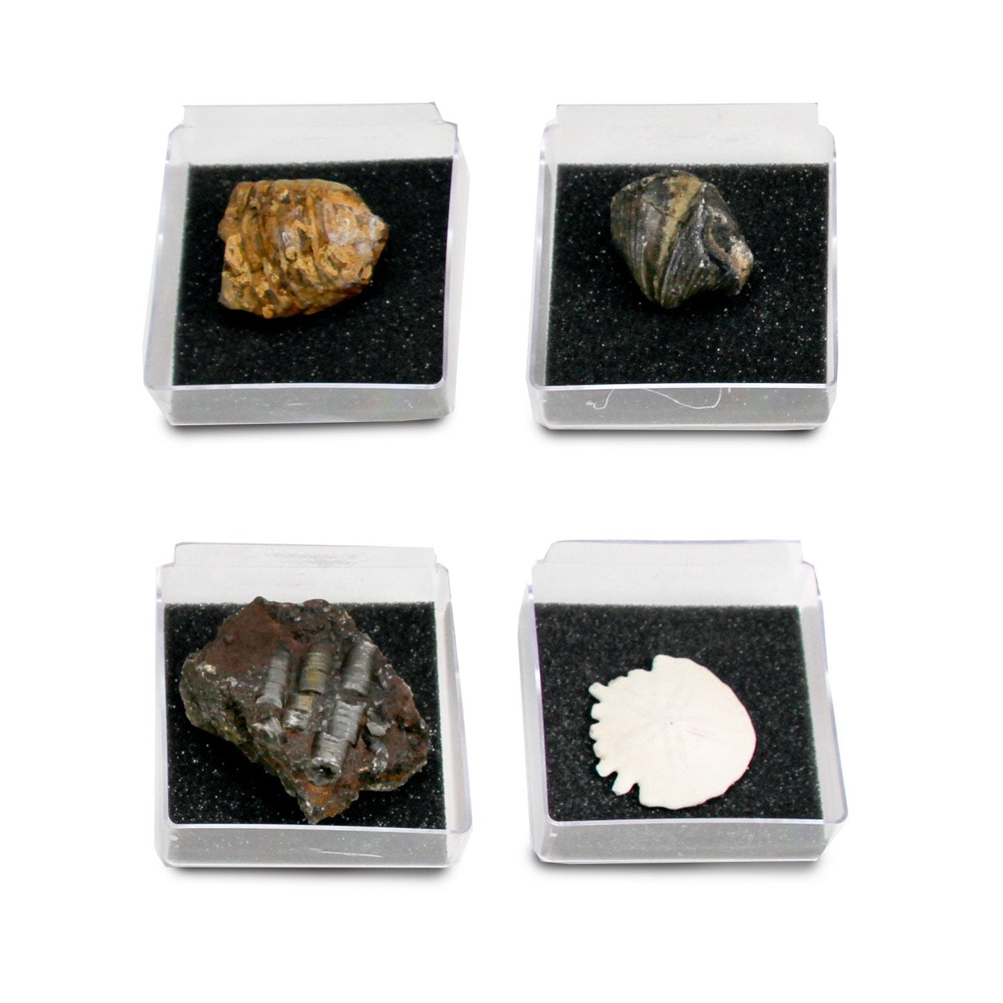 The Nature Collection - Fossils Set 1 by Safari Ltd®