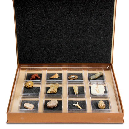 The Nature Collection - Fossils Set 2 by Safari Ltd®