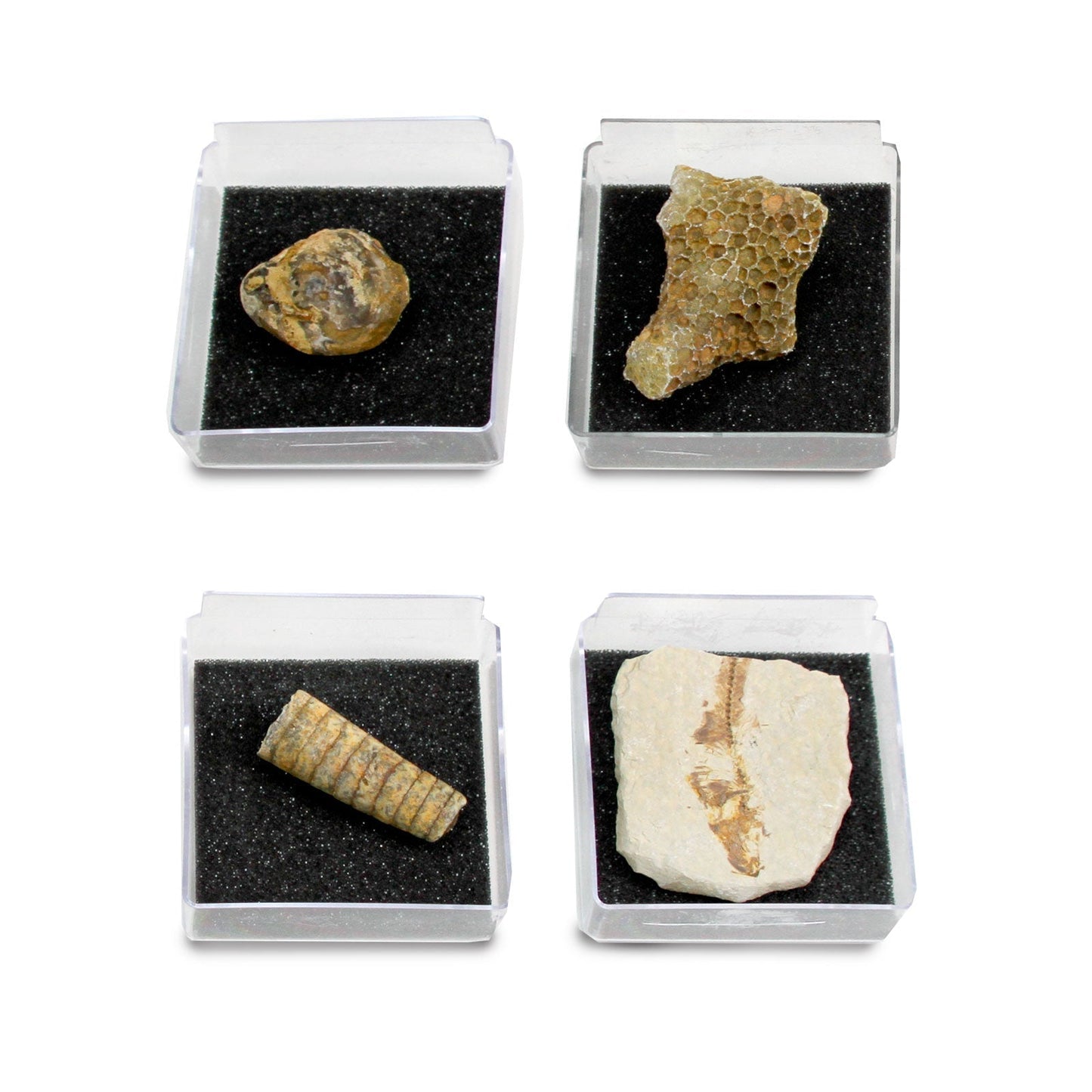 The Nature Collection - Fossils Set 2 by Safari Ltd®