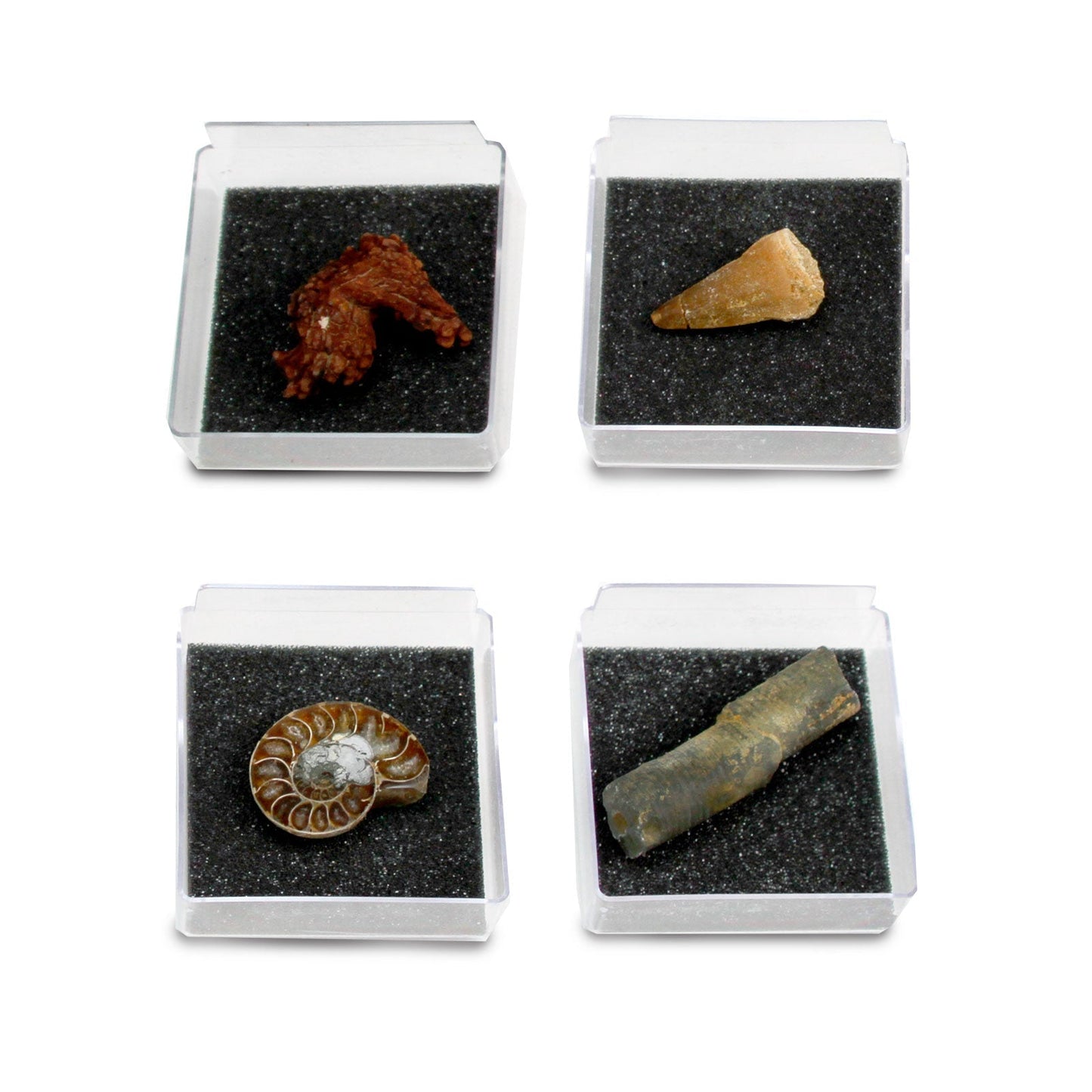 The Nature Collection - Fossils Set 2 by Safari Ltd®