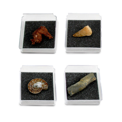 The Nature Collection - Fossils Set 2 by Safari Ltd®