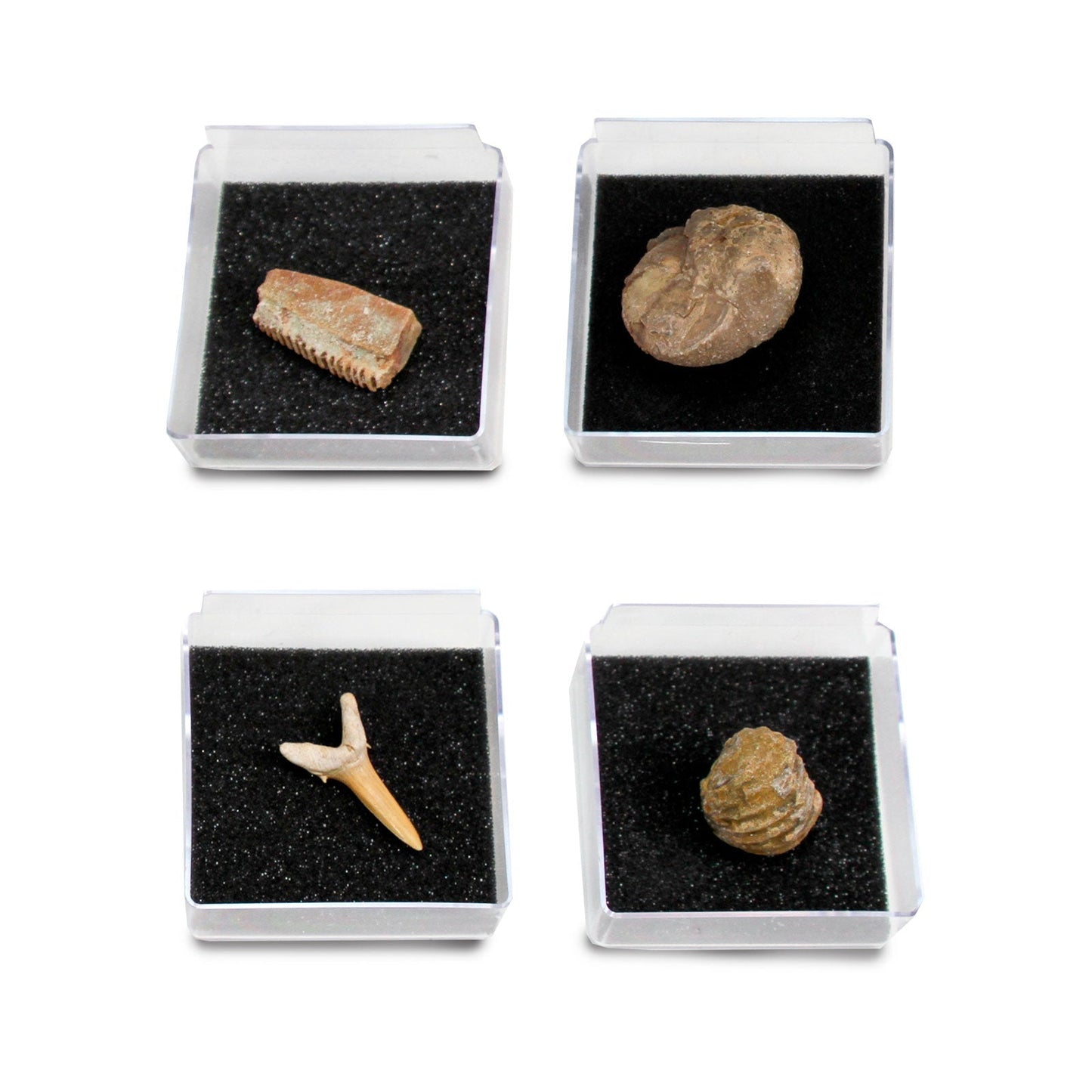 The Nature Collection - Fossils Set 2 by Safari Ltd®