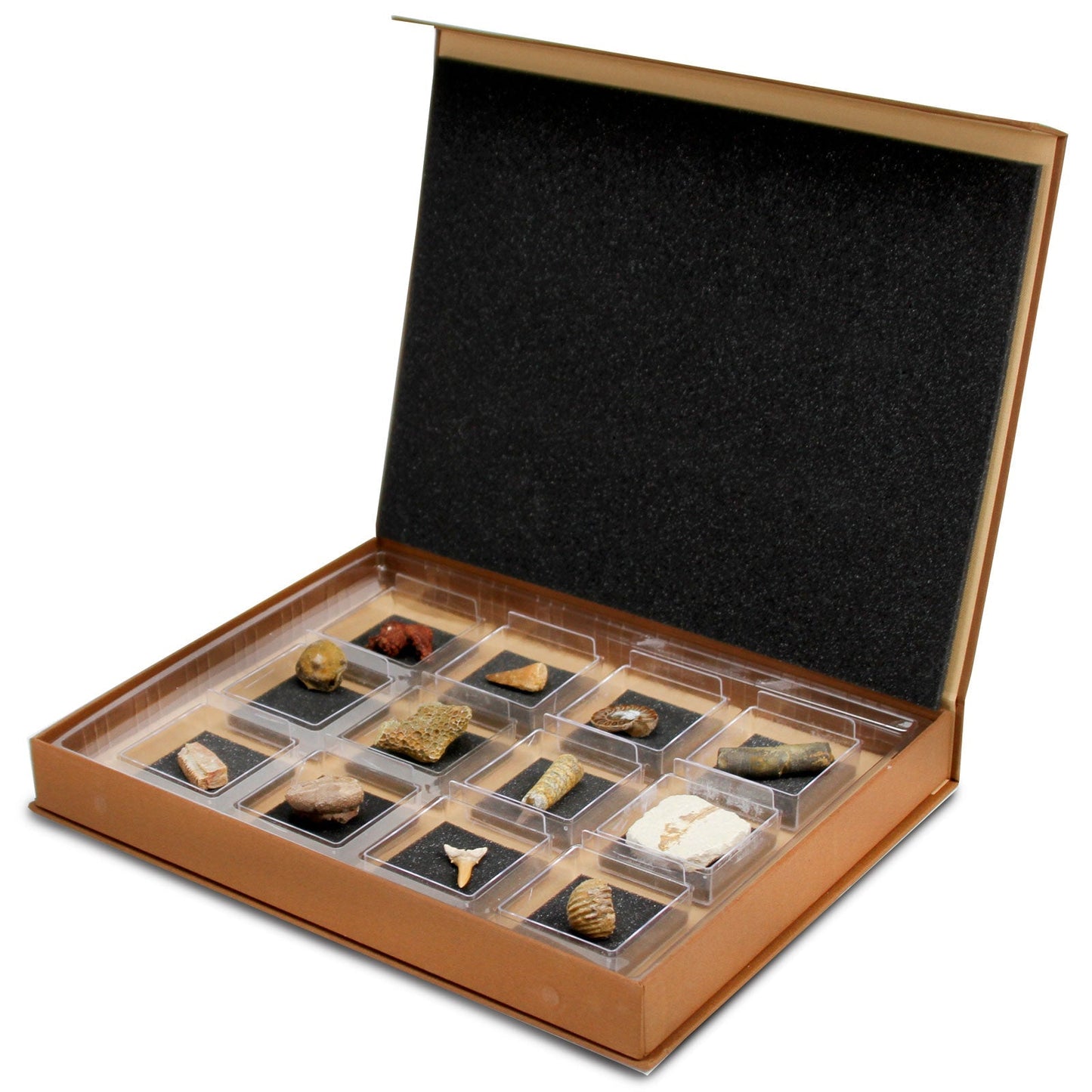 The Nature Collection - Fossils Set 2 by Safari Ltd®