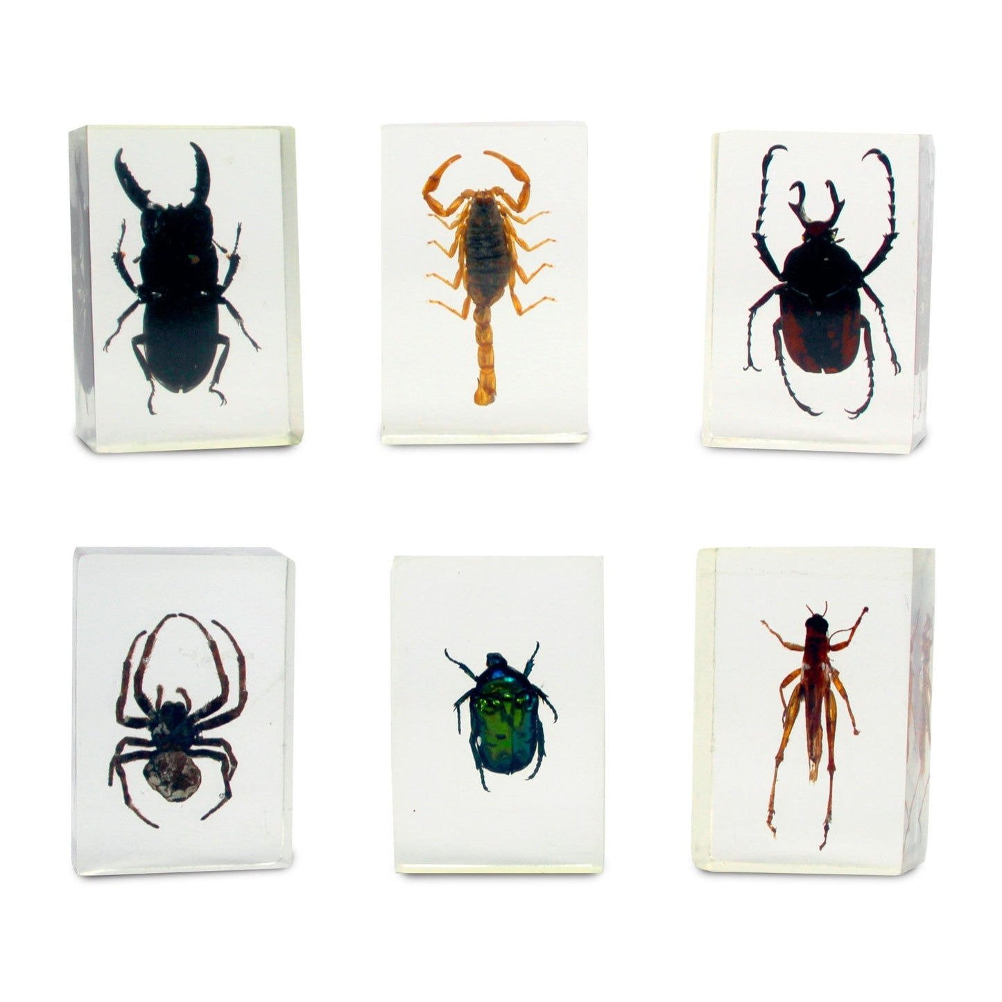 The Nature Collection - Scorpions, Spiders & Bugs Set 1 by Safari Ltd®