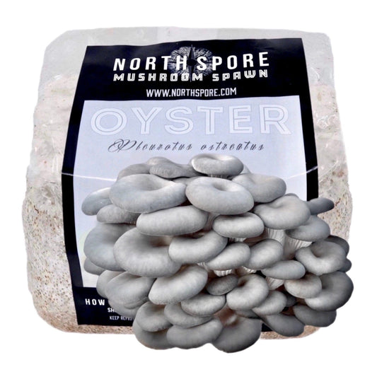 North Spore Organic Blue Oyster Mushroom Grain Spawn by Farm2Me