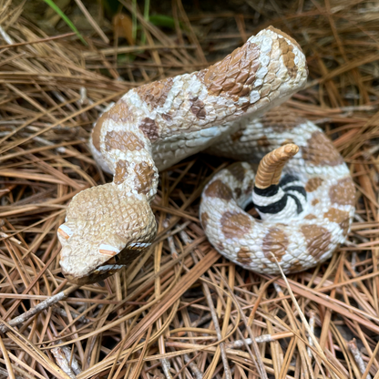 Western Diamondback Rattlesnake Toy by Safari Ltd®