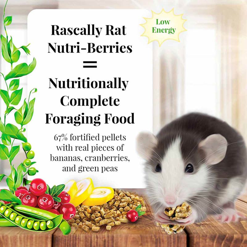 Nutritionally Complete Adult Rat Food With Bananas, Cranberries, and Peas by Lafeber: Fortified Foraging Diet for Healthy, Happy Rats by Dog Hugs Cat