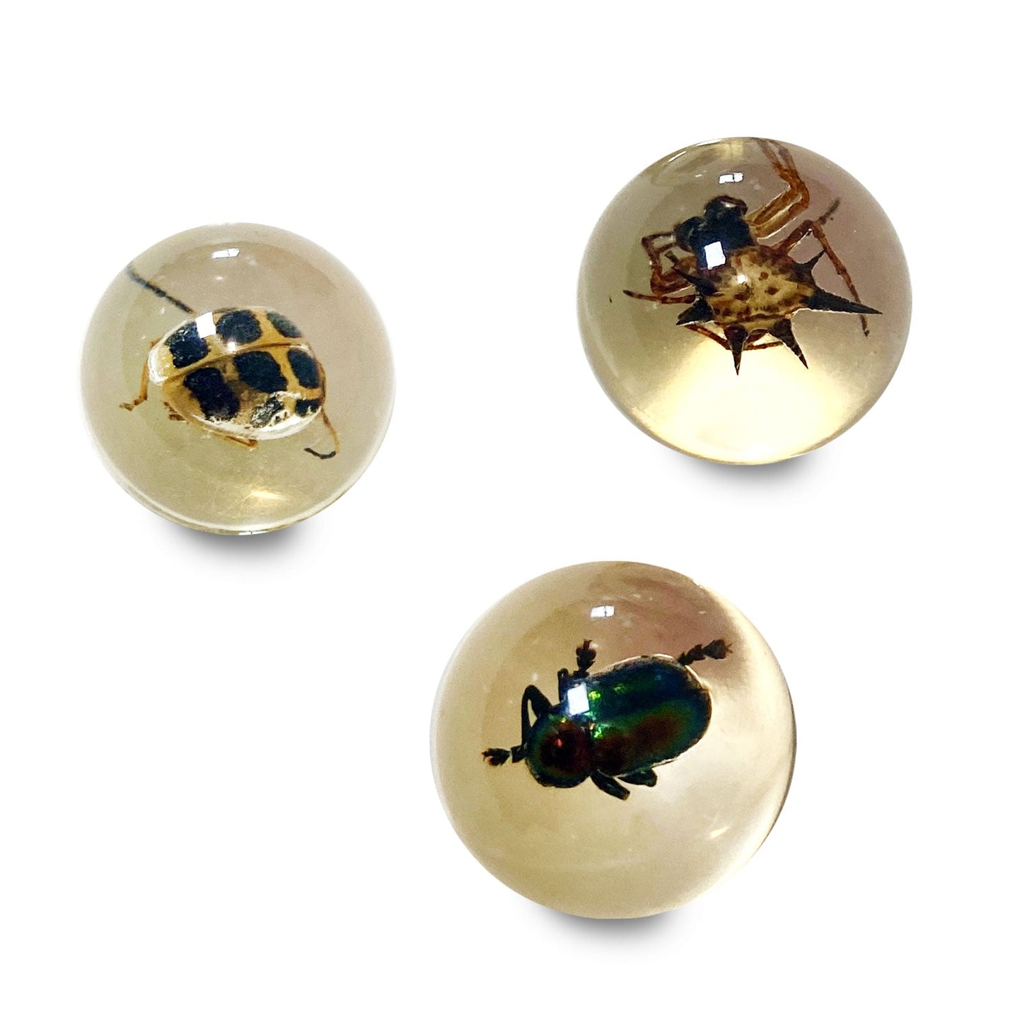 Safari Ltd Geoworld Bug Marbles by Safari Ltd®