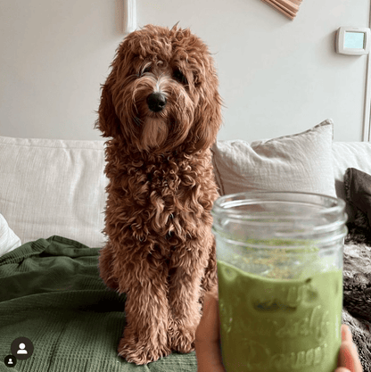 Wonder Matcha + Whisk Bundle (Save 15%) by Pow