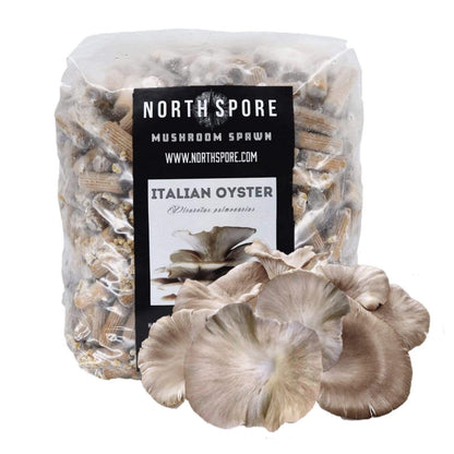 North Spore Organic Italian Oyster Mushroom Plug Spawn by Farm2Me