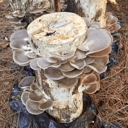 North Spore Organic Italian Oyster Mushroom Plug Spawn by Farm2Me