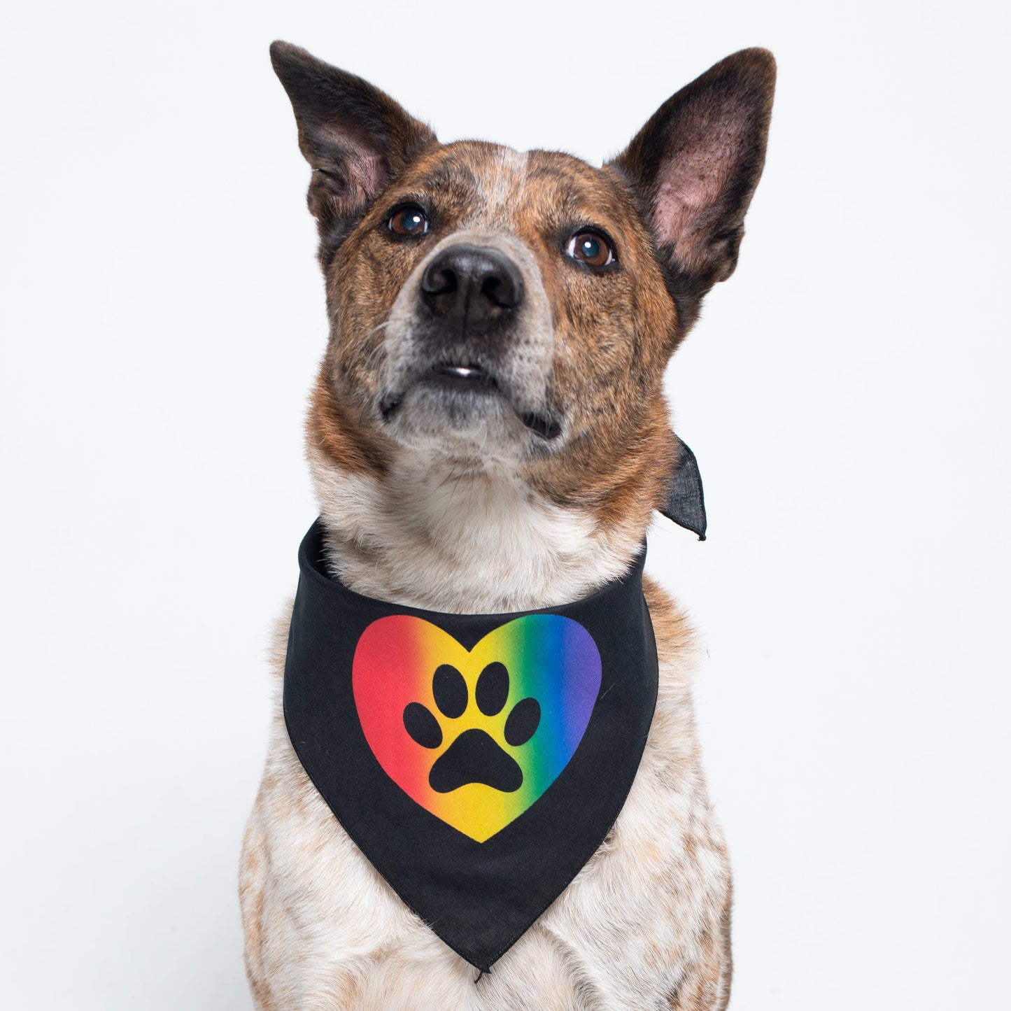 Pride Pet Bandana by Music City Creative