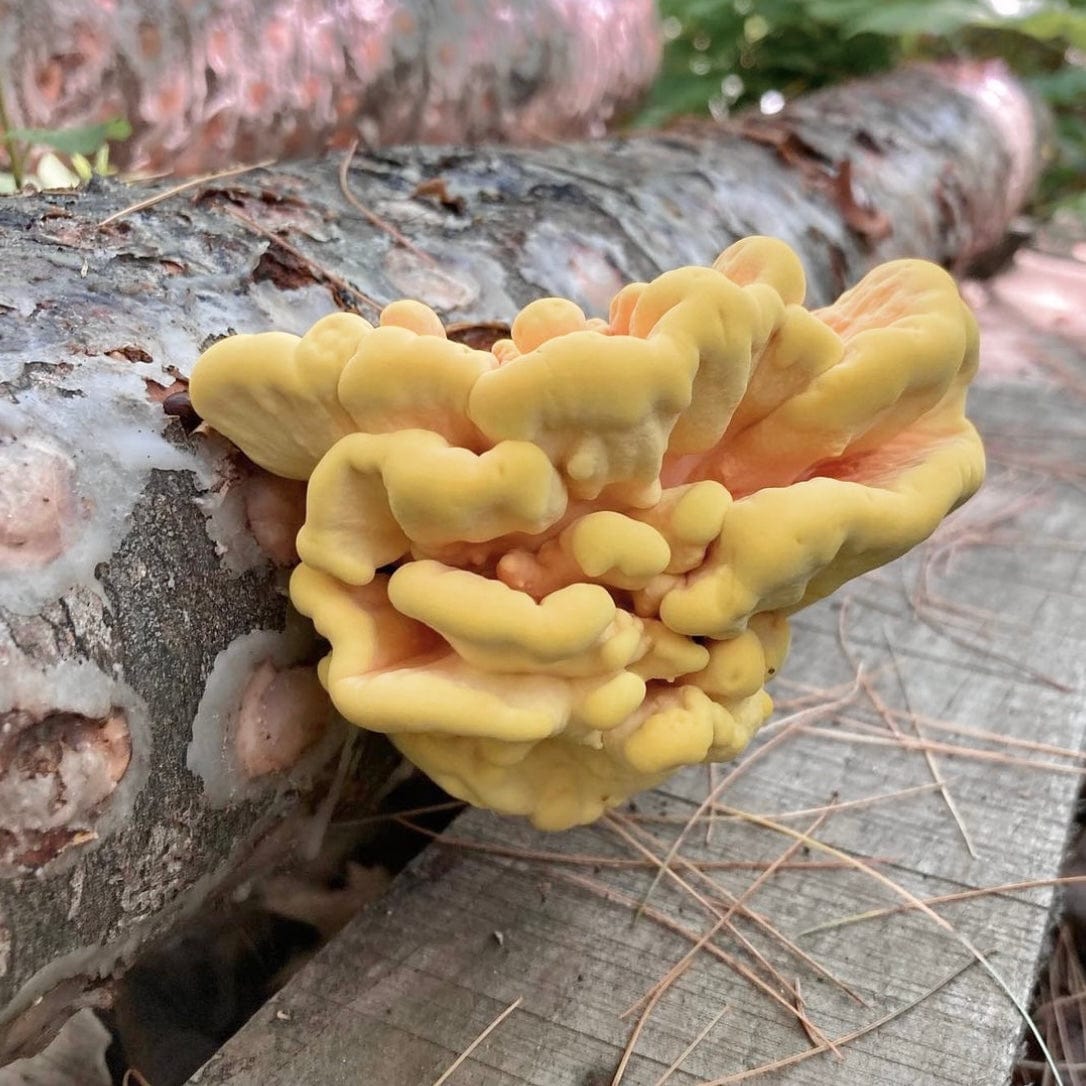 North Spore Organic Chicken of the Woods Sawdust Spawn by Farm2Me