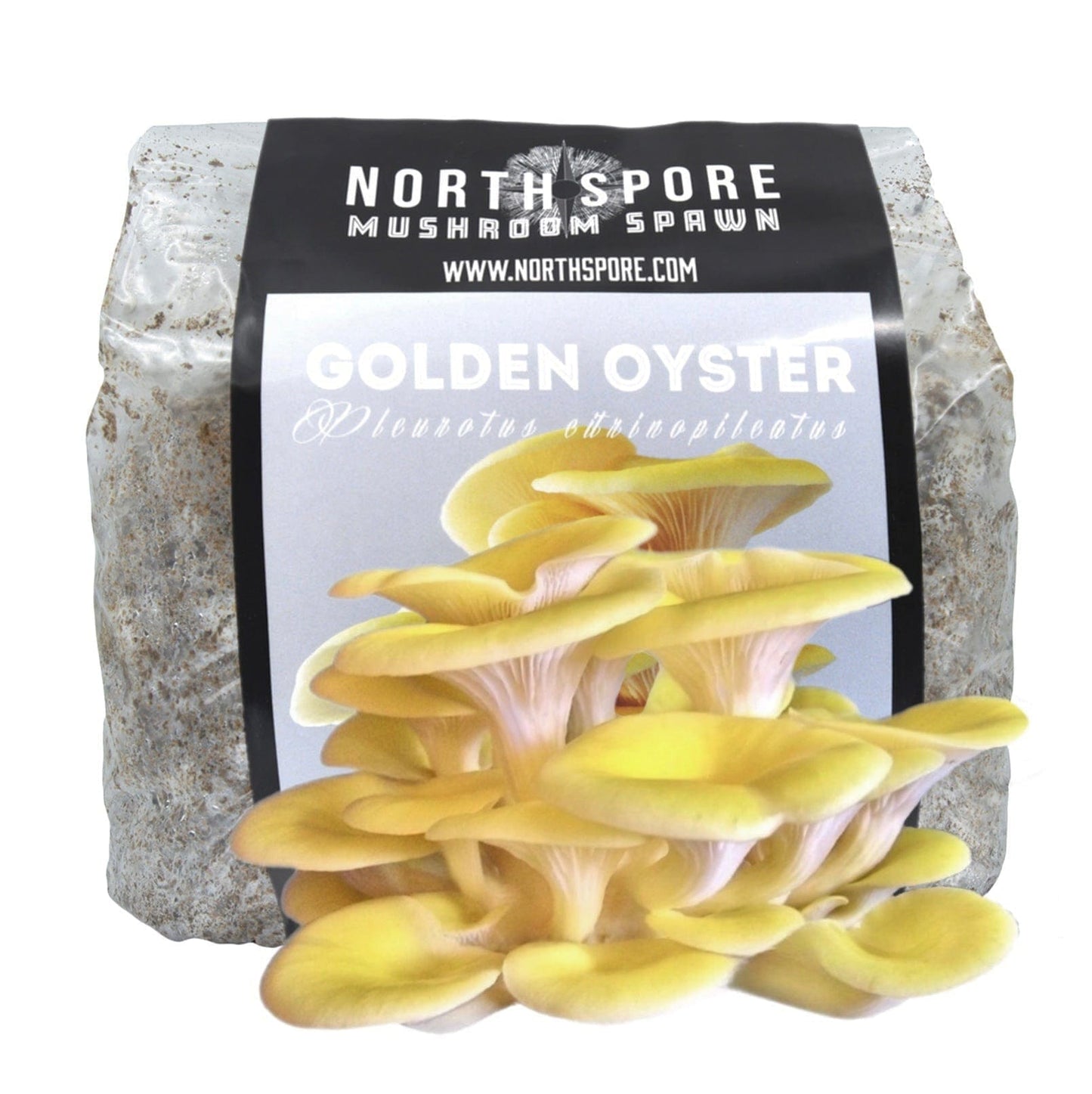 North Spore Organic Golden Oyster Mushroom Sawdust Spawn by Farm2Me