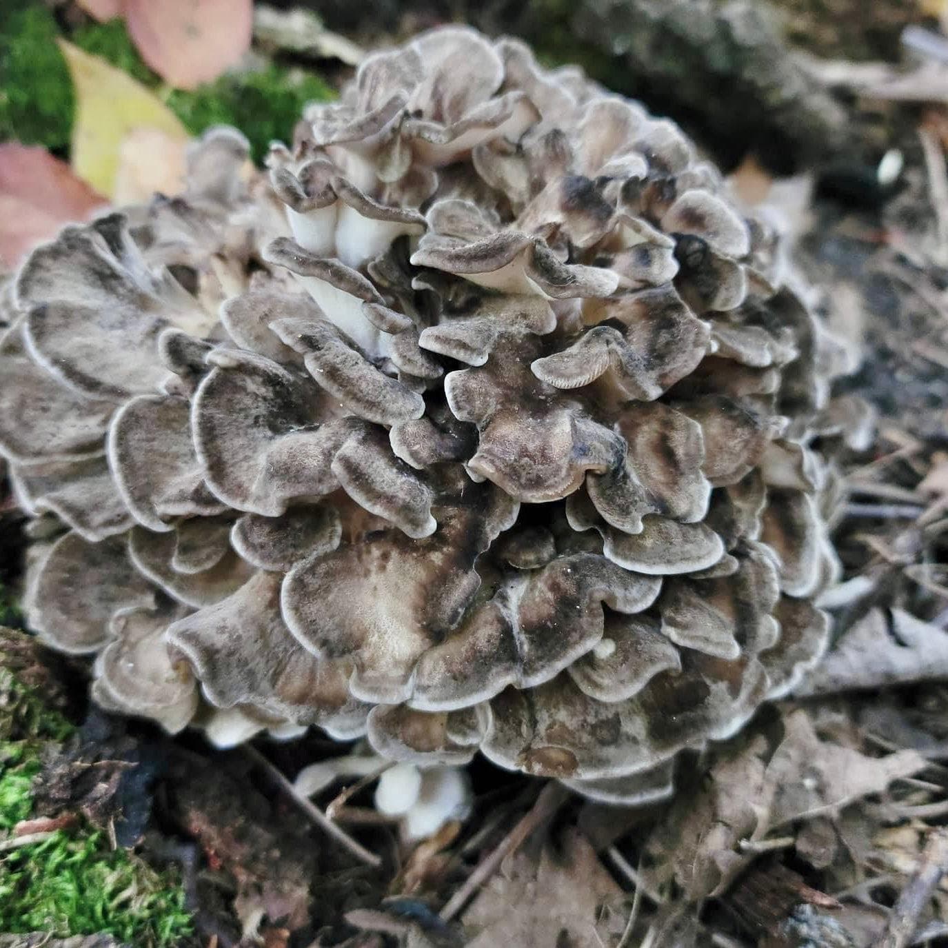 North Spore Organic Hen of the Woods (Maitake) Mushroom Sawdust Spawn by Farm2Me