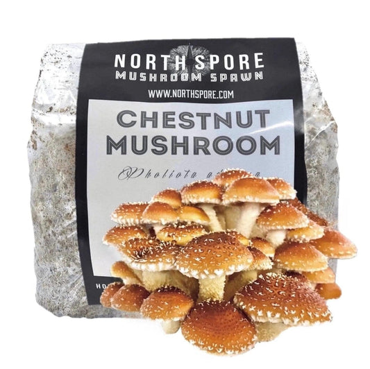 North Spore Organic Chestnut Mushroom Sawdust Spawn by Farm2Me