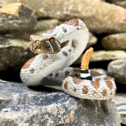 Western Diamondback Rattlesnake Toy by Safari Ltd®