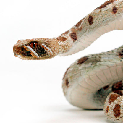 Western Diamondback Rattlesnake Toy by Safari Ltd®