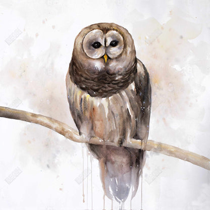 Barred owl - 12x12 Print on canvas