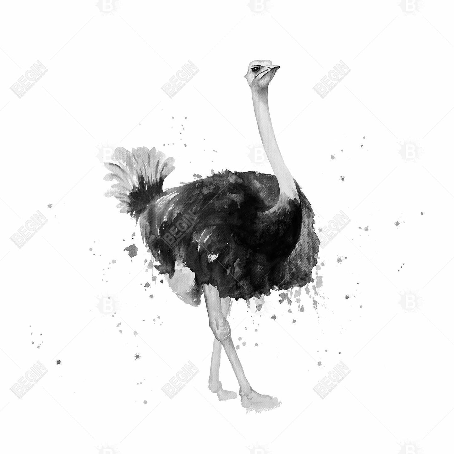 Proud ostrich - 32x32 Print on canvas