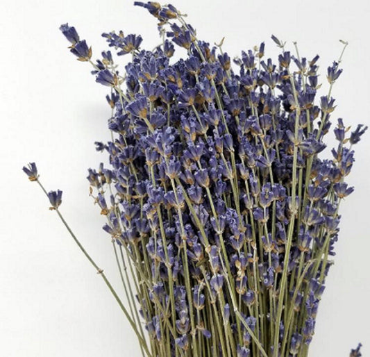 High-Grade French Lavender Flower BUNCH 14" L by OMSutra