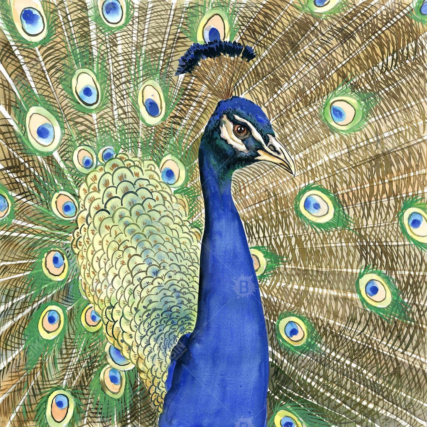 Peacock - 32x32 Print on canvas