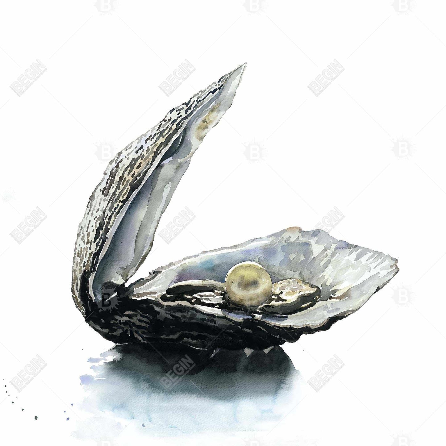 Pearl oyster - 32x32 Print on canvas